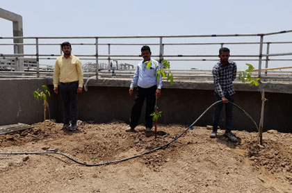 Tree Plantation - At Varachha STP